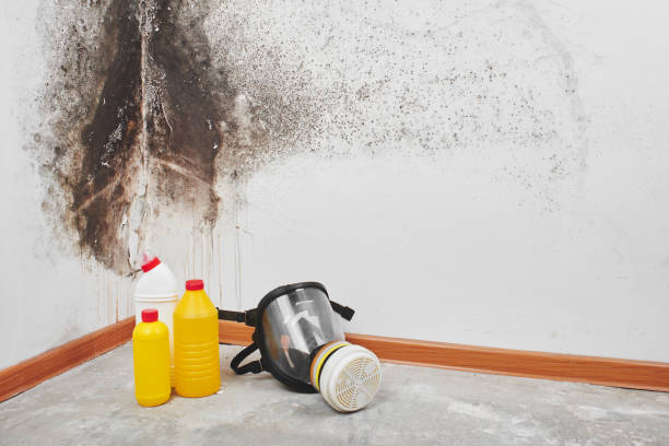 Best Attic Mold Removal  in Elberta, AL