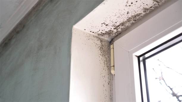 Best Residential Mold Removal  in Elberta, AL