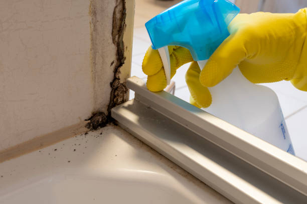 Best Certified Mold Removal  in Elberta, AL