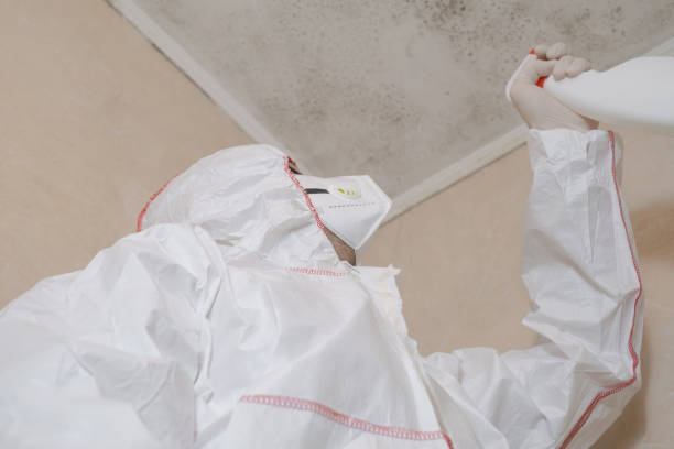 Professional Mold Removal in Elberta, AL