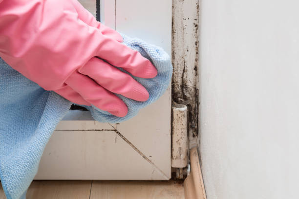 Certified Mold Removal in Elberta, AL