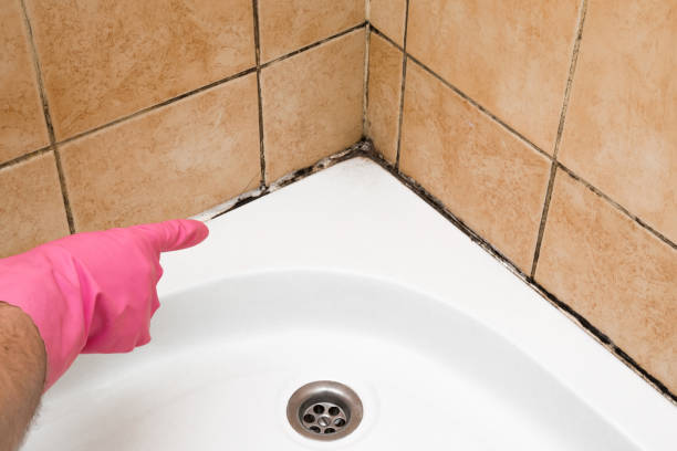 Best Crawl Space Mold Removal  in Elberta, AL